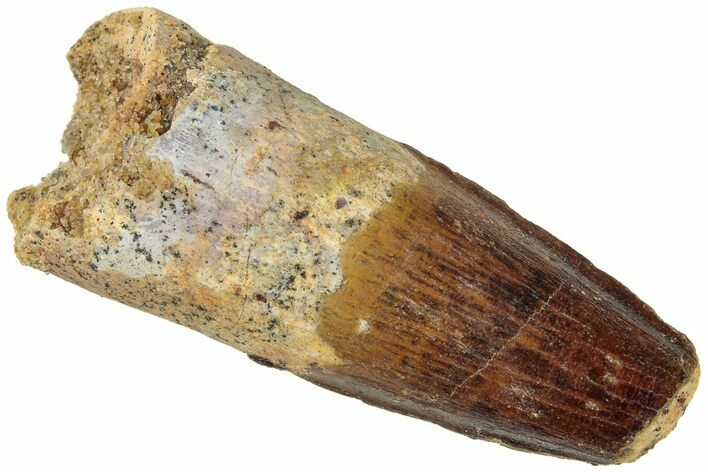 Fossil Spinosaurus Tooth - Real Dinosaur Tooth #311786